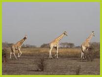 girafespt